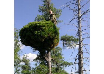«Ведьмина метла»: сибирские учёные выводят новые сорта кедров на основе редчайших мутаций