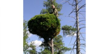 «Ведьмина метла»: сибирские учёные выводят новые сорта кедров на основе редчайших мутаций