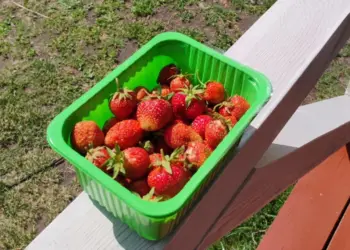 Учёные оценили сорта садовой земляники для Западной Сибири
