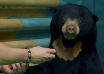 В Новосибирском зоопарке появилась редкая малайская медведица