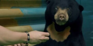 В Новосибирском зоопарке появилась редкая малайская медведица