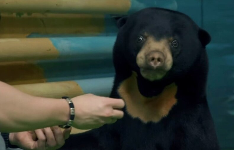 В Новосибирском зоопарке появилась редкая малайская медведица