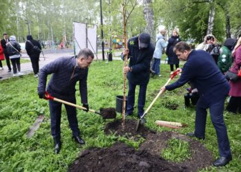В сквере Героев Донбасса высадили 45 крупномерных деревьев в рамках акции «Сад Памяти»