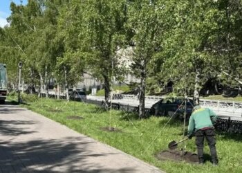 В Новосибирске продолжается обновление аллеи на Красном проспекте