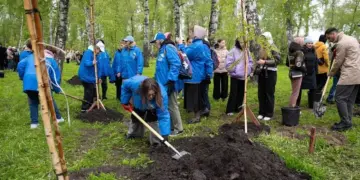 Берёзы и черёмухи: новосибирские энергетики озеленили сквер «Героев Донбасса»