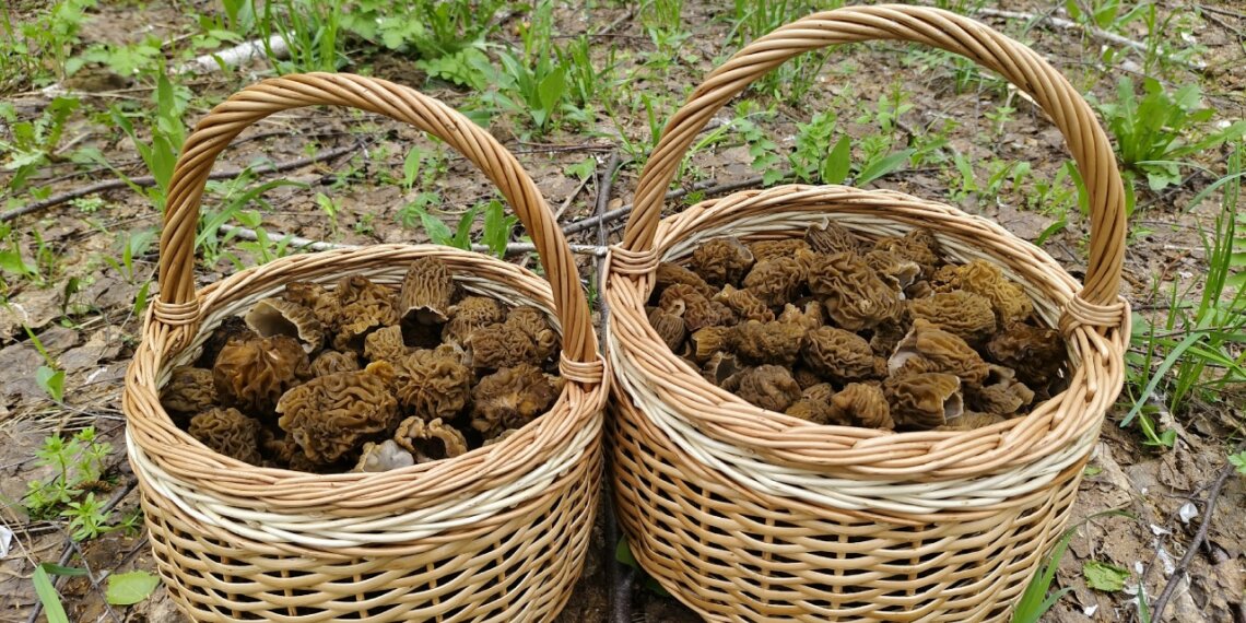 Богатым уловом сморчков делятся новосибирские грибники