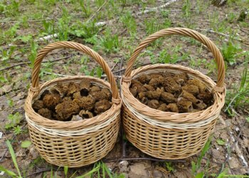 Богатым уловом сморчков делятся новосибирские грибники
