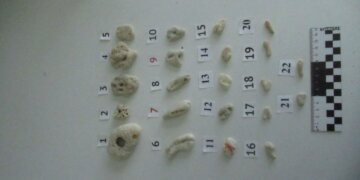 Новосибирский таможенники нашли 22 коралла в чемодане туриста из Китая