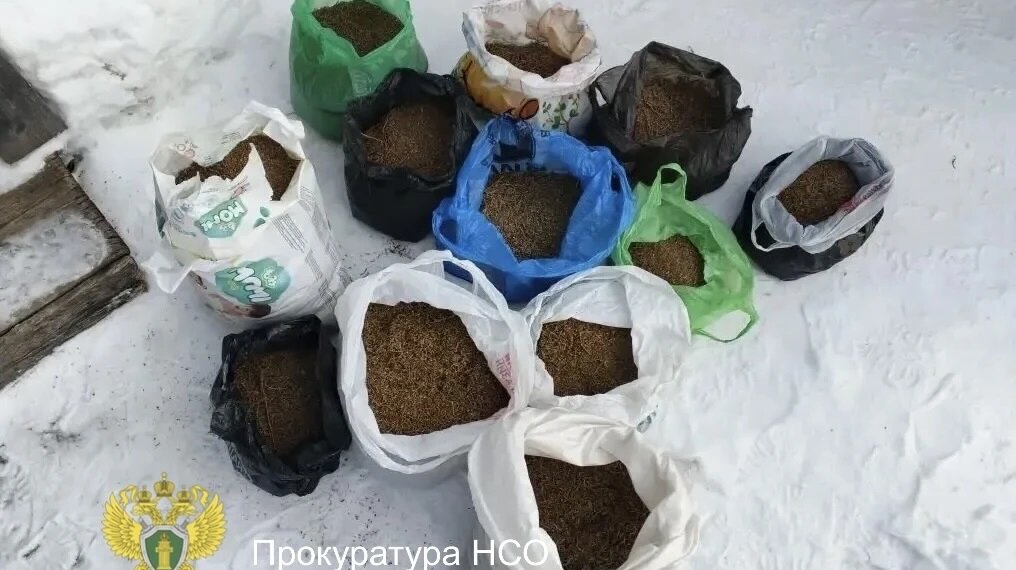 Ну куда столько-то: жителя НСО будут судить за хранение каннабиса