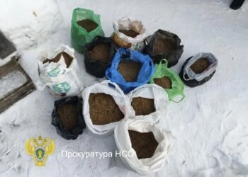 Ну куда столько-то: жителя НСО будут судить за хранение каннабиса