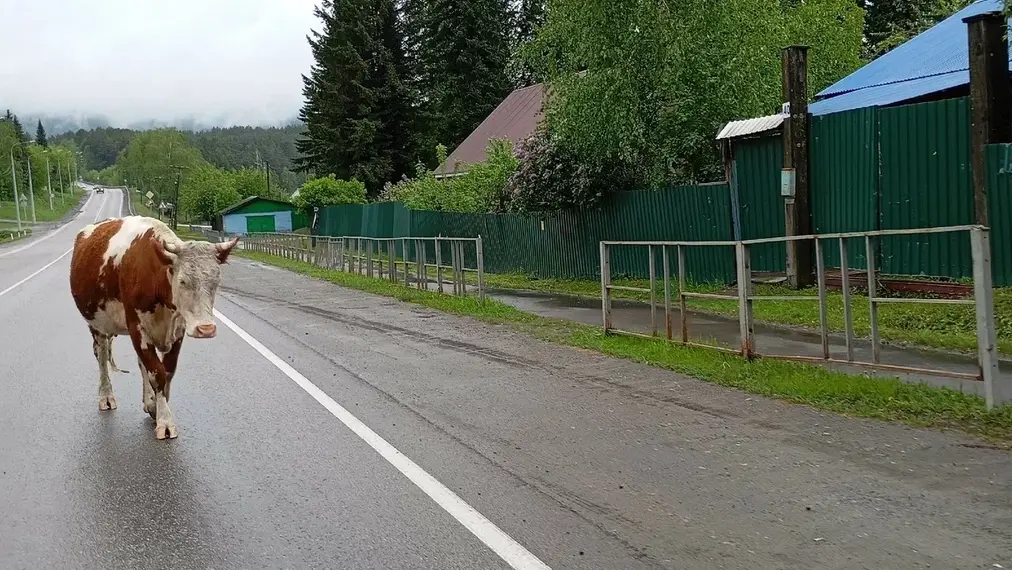 Новосибирцев поддержат в восстановлении поголовья скота после пастереллёза