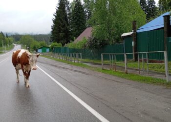 Дополнительные риски: на дорогах открыт сезон повышенной опасности