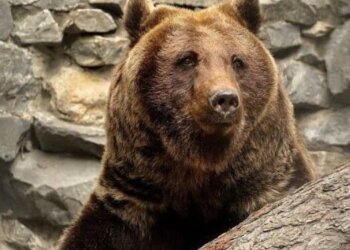 Новосибирцы могут столкнуться с опасными животными в регионе
