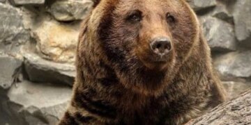 Новосибирцы могут столкнуться с опасными животными в регионе
