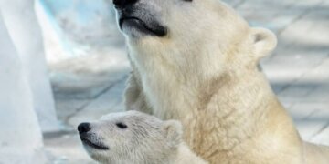 Новосибирский зоопарк впервые примет участие в акции «Ночь музеев»