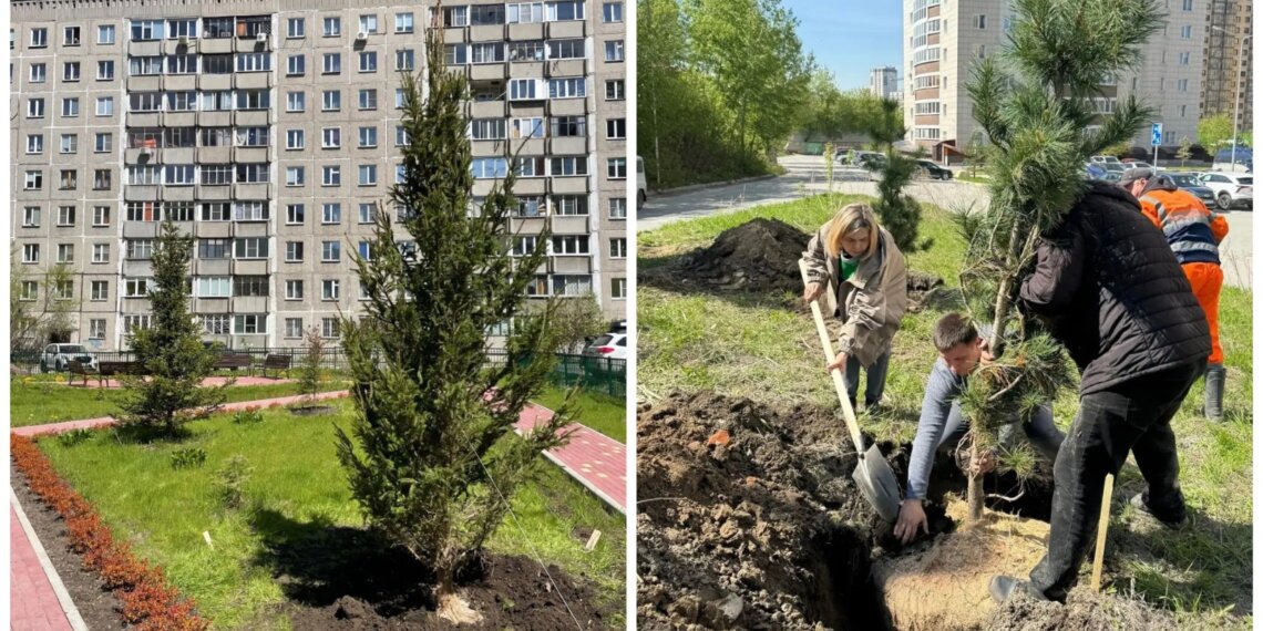 В Октябрьском районе Новосибирска высадили больше 50 крупных деревьев