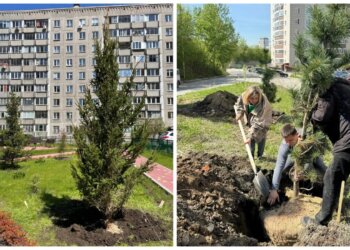 В Октябрьском районе Новосибирска высадили больше 50 крупных деревьев