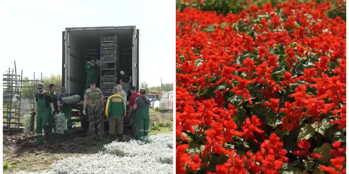 В Новосибирск приехала первая партия рассады для городских клумб