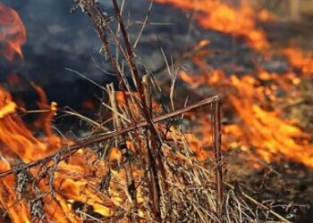 В Новосибирской области с начала сезона ликвидировали 29 лесных пожаров