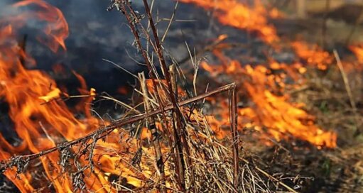 В Новосибирской области с начала сезона ликвидировали 29 лесных пожаров