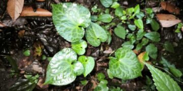 Учёные из Новосибирска нашли новый вид растения
