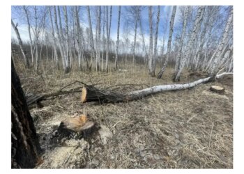 Житель Новосибирской области будет отвечать перед судом за незаконную вырубку трёх берёз