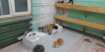Новосибирцы за неделю собрали 3 млн рублей на выкуп дома для кошачьего приюта