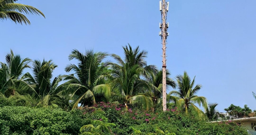 В джунгли прямо из сугроба: оператор Т2 изучил зимние маршруты сибиряков