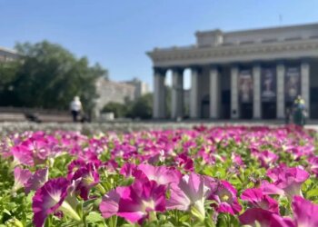 Новосибирск станет зеленее: Максим Кудрявцев поручил привести в порядок улицу Мичурина и продолжить озеленение города