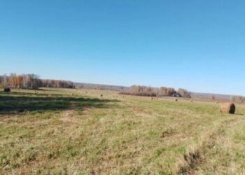 В Новосибирской области обнаружено более тысячи гектаров заброшенных сельхозземель в одном сельсовете