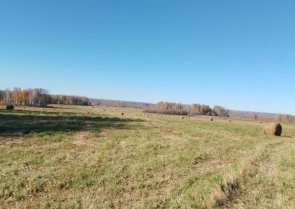В Новосибирской области обнаружено более тысячи гектаров заброшенных сельхозземель в одном сельсовете