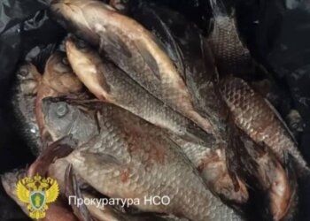 Пенсионер из Новосибирска попался на незаконном вылове 74 карасей в период нереста