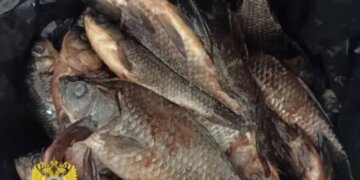 Пенсионер из Новосибирска попался на незаконном вылове 74 карасей в период нереста