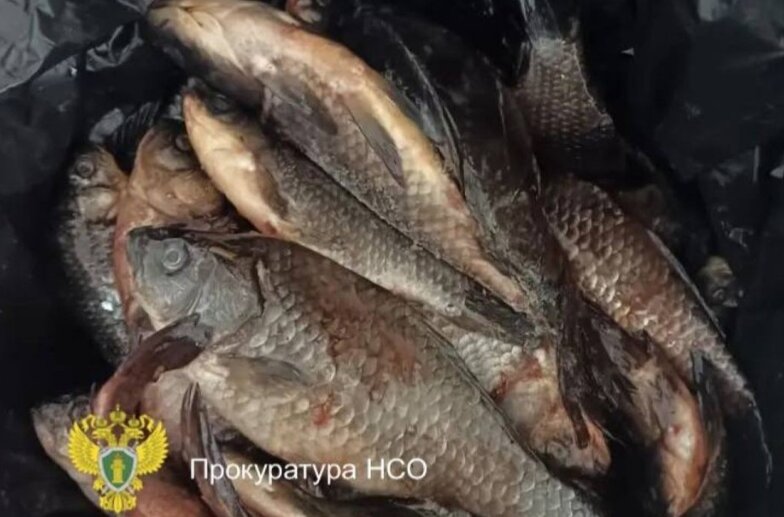 Пенсионер из Новосибирска попался на незаконном вылове 74 карасей в период нереста