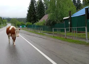 Новосибирские фермеры требуют моральной компенсации за изъятие скота