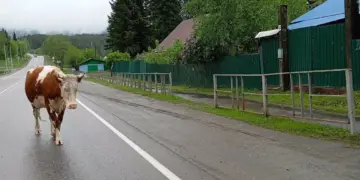 Новосибирские фермеры требуют моральной компенсации за изъятие скота