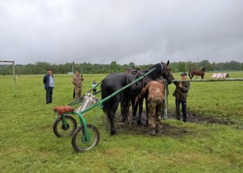 В Новосибирске разыграют более двух миллионов рублей на скачках