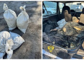 Пенсионер из НСО выловил почти 400 карасей во время нереста