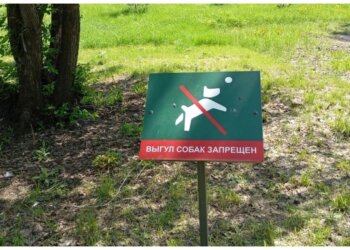 Два района Новосибирска озеленяют «по гарантии»: тысячи деревьев и кустарников