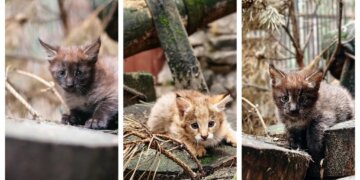 В Новосибирском зоопарке родились редкие камышовые котята