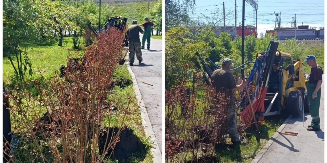 В Первомайском районе высадили 250 саженцев пузыреплодника