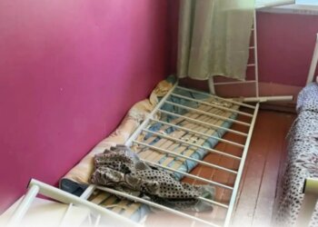 Пьяный дебошир напал на лагерь «Орлёнок» в Туве — пострадало 13 детей