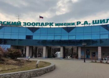 Белые медведи Кай и Герда переедут в новый комплекс «Арктика», который планируют открыть в 2027 году