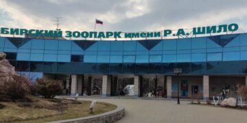 Белые медведи Кай и Герда переедут в новый комплекс «Арктика», который планируют открыть в 2027 году