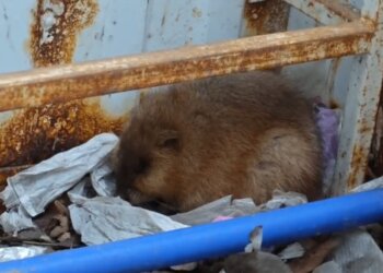 В Барнауле спасли детёныша ондатры, забравшегося на территорию детсада
