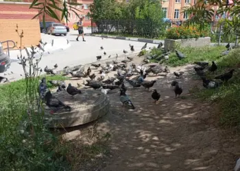 Мальчик по имени «Голубь» появился на свет в Новосибирской области
