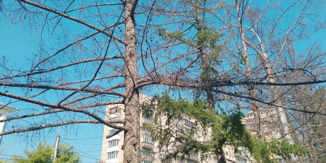 «Они вроде бы живые»: почему в Новосибирске спиливают внешне здоровые деревья