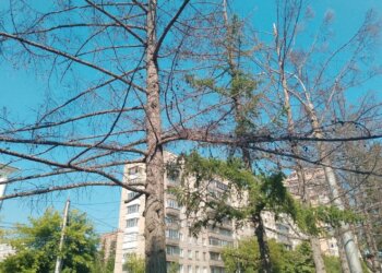 «Они вроде бы живые»: почему в Новосибирске спиливают внешне здоровые деревья