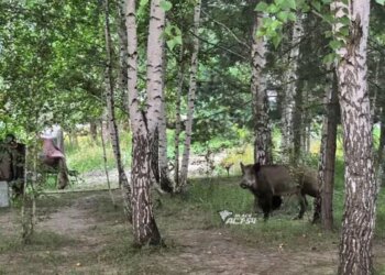 Дикий кабан разоряет участки дачников под Новосибирском