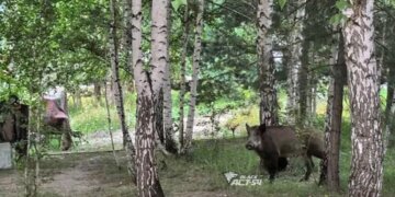 Дикий кабан разоряет участки дачников под Новосибирском